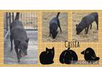 Adopt Cassia a Black - with White Labrador Retriever / Cattle Dog / Mixed dog in