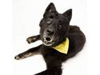 Adopt Colette a German Shepherd Dog