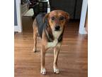 Adopt Sweetpea a Beagle, Hound