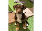 Adopt Topaz a American Staffordshire Terrier, Pointer