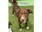 Adopt Truly a Pointer, Staffordshire Bull Terrier