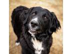 Adopt Bernice a Bernese Mountain Dog, Standard Poodle