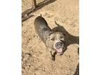 Adopt Rhonda a American Staffordshire Terrier