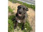 Adopt Lola a Labrador Retriever, Mixed Breed