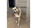 Adopt Stella a Catahoula Leopard Dog, Mixed Breed