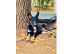 Adopt Dolly a German Shepherd Dog, Mixed Breed