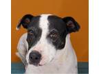 Adopt Mica a American Staffordshire Terrier