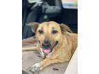 Adopt Elsa a Anatolian Shepherd, Mixed Breed