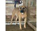 Adopt Wilma a Shepherd, Mixed Breed