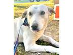Adopt Cathy a Mixed Breed