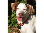 Adopt Camille- Foster Home Needed a White - with Brown or Chocolate German