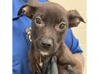 Adopt Souffle a Mixed Breed
