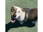 Adopt Wildflower a Mixed Breed