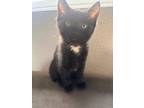 Adopt Bitsy 4292 a Domestic Short Hair