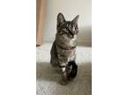 Adopt Gladys 4320 a Domestic Short Hair