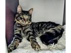 Adopt Gloria 4318 a Domestic Medium Hair