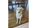 Adopt Amber a Anatolian Shepherd, Great Pyrenees