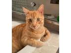 Adopt BRUNO a Domestic Shorthair (short coat) cat in Calimesa, CA (36612338)