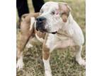 Adopt MARY JO a Pit Bull Terrier