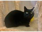 Adopt Charcoal a Domestic Shorthair / Mixed (short coat) cat in Meriden