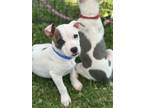 Adopt Aurora a American Staffordshire Terrier, Dalmatian