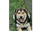 Adopt Santa Monica a Shepherd, Husky