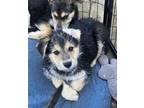 Adopt Santa Monica a German Shepherd Dog, Collie