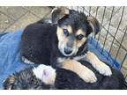 Adopt Malibu a German Shepherd Dog, Collie