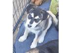 Adopt Catalina a Shepherd, Husky