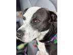 Adopt Jupiter a Pointer