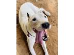 Adopt Dogo "Nola" a Dogo Argentino