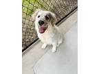Adopt Jem a Great Pyrenees