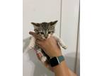 Adopt Jalepeno Pepper a Domestic Short Hair