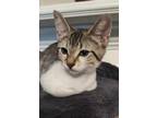 Adopt Jalepeno Pepper a Domestic Short Hair
