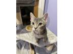 Adopt Figgy Puddin a Domestic Short Hair