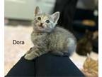 Adopt Dora a Domestic Short Hair
