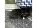 Adopt Zahara a Domestic Short Hair