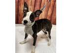 Adopt Athena (Available 5/3/24) a Terrier
