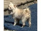 Adopt Casper (Available 5/3/24) a Pomeranian
