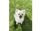 Adopt Casper a Pomeranian