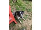 Adopt Bluebell a Australian Cattle Dog / Blue Heeler, Boxer