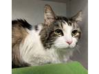 Adopt Tinker Belle a Domestic Long Hair
