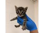 Adopt Fizzy a Domestic Short Hair