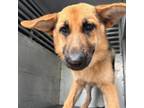 Adopt Georgia a German Shepherd Dog