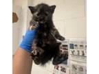 Adopt Bizzy a Domestic Short Hair