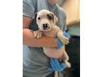 Adopt Starling - Adoptable a Pit Bull Terrier, Mixed Breed