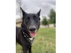 Adopt Rosey a Border Collie, Australian Kelpie