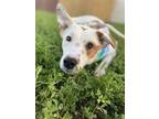 Adopt Ellie a Feist, Jack Russell Terrier
