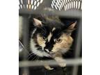 Adopt Callie a Domestic Long Hair