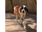 Adopt Ember a Saint Bernard